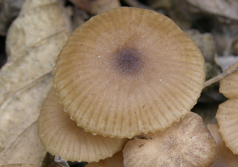 Un fosso......e una marea di funghi.(parte 2)